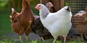 chickens